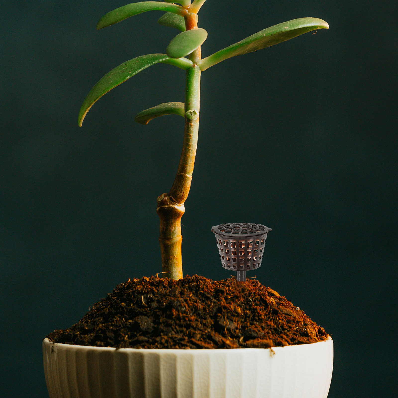20Pcs Premium Plastic Fertiliz - Bonsai Garden Plants recensie en prijs