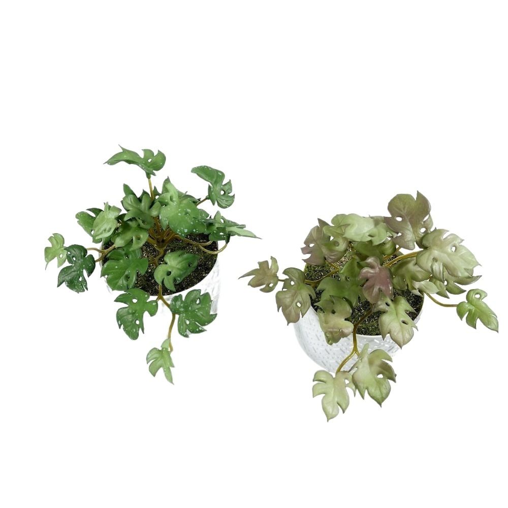 Green Garden Home Shop for Win - Bonsai Garden Shop recensie en prijs