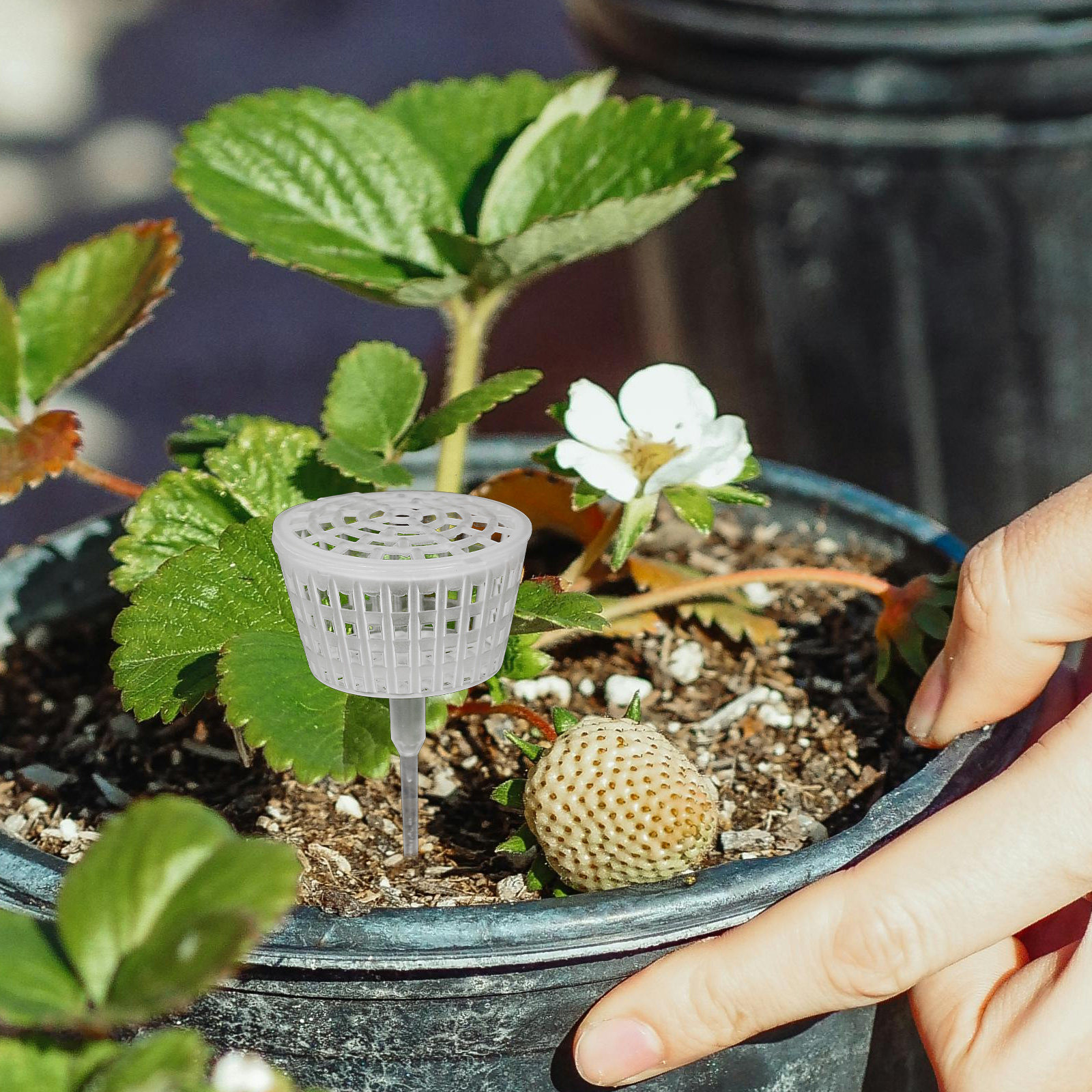 10Pcs Fertilizer Box Plastic L - Bonsai Garden Plants recensie en prijs