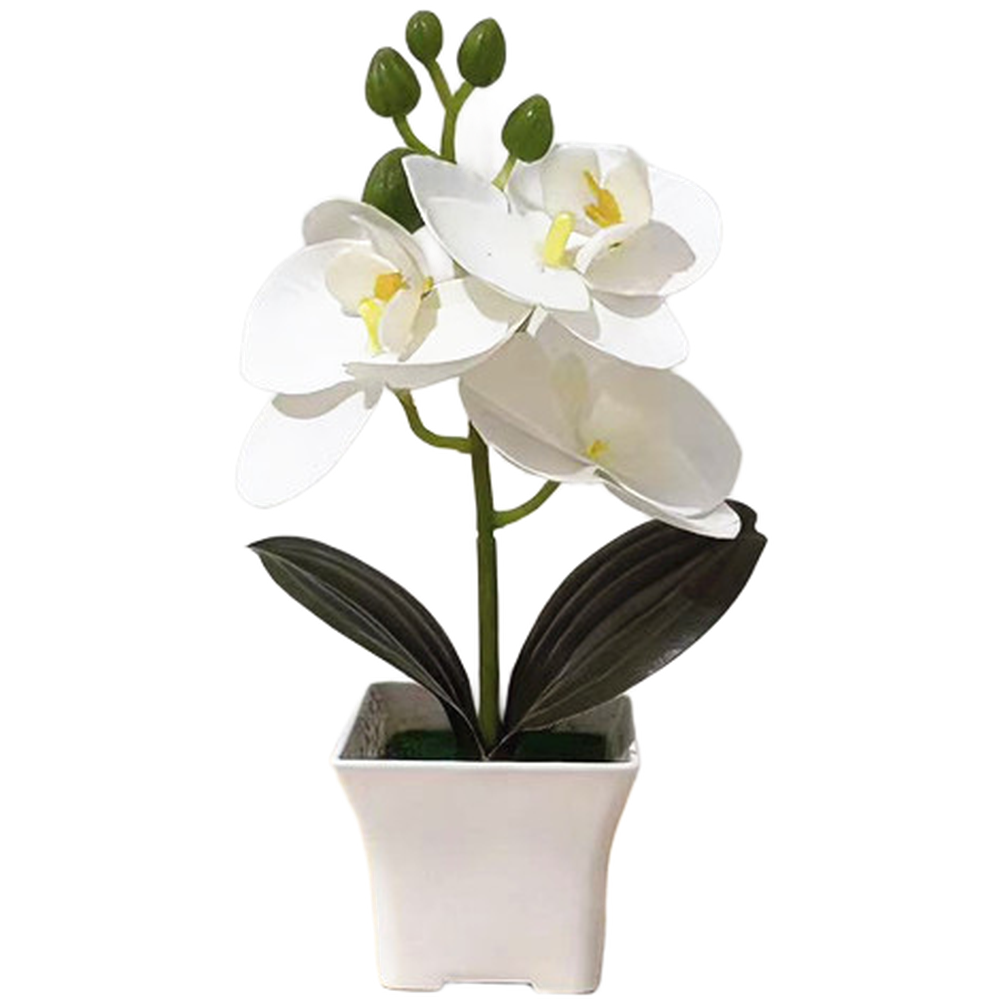 Plastic Phalaenopsis Orchid Fl - Bonsai Garden Set Up recensie en prijs