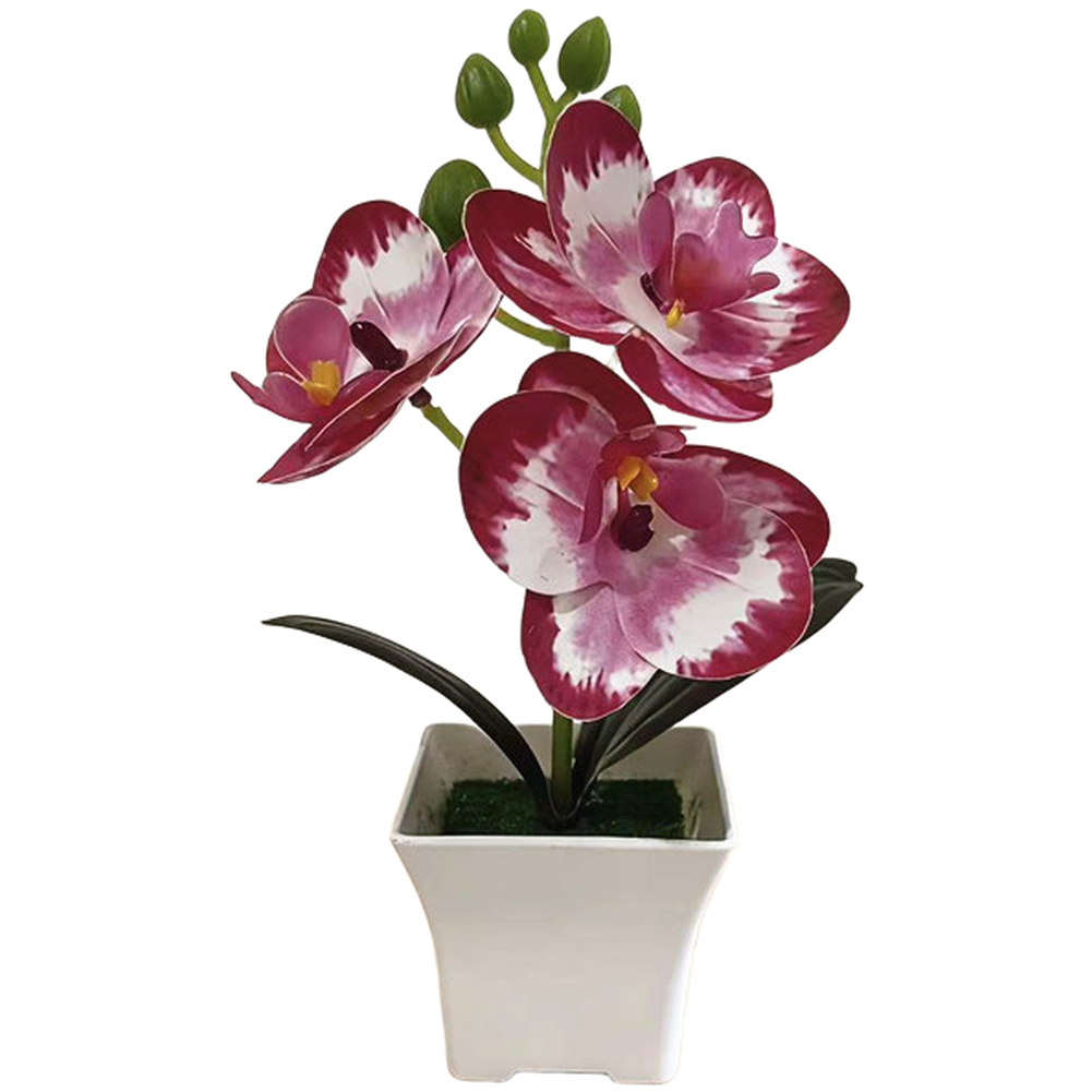Plastic Phalaenopsis Orchid Fl - Bonsai Garden Set Up recensie en prijs