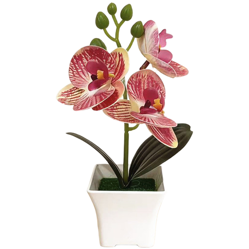 Plastic Phalaenopsis Orchid Fl - Bonsai Garden Set Up recensie en prijs