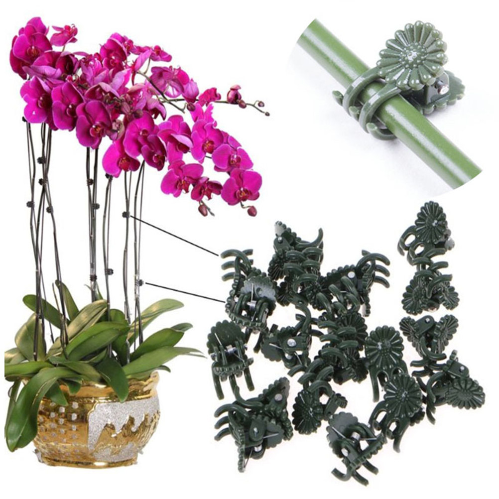100Pcs Ladybug Shaped Orchid C - Bonsai Garden Plants recensie en prijs