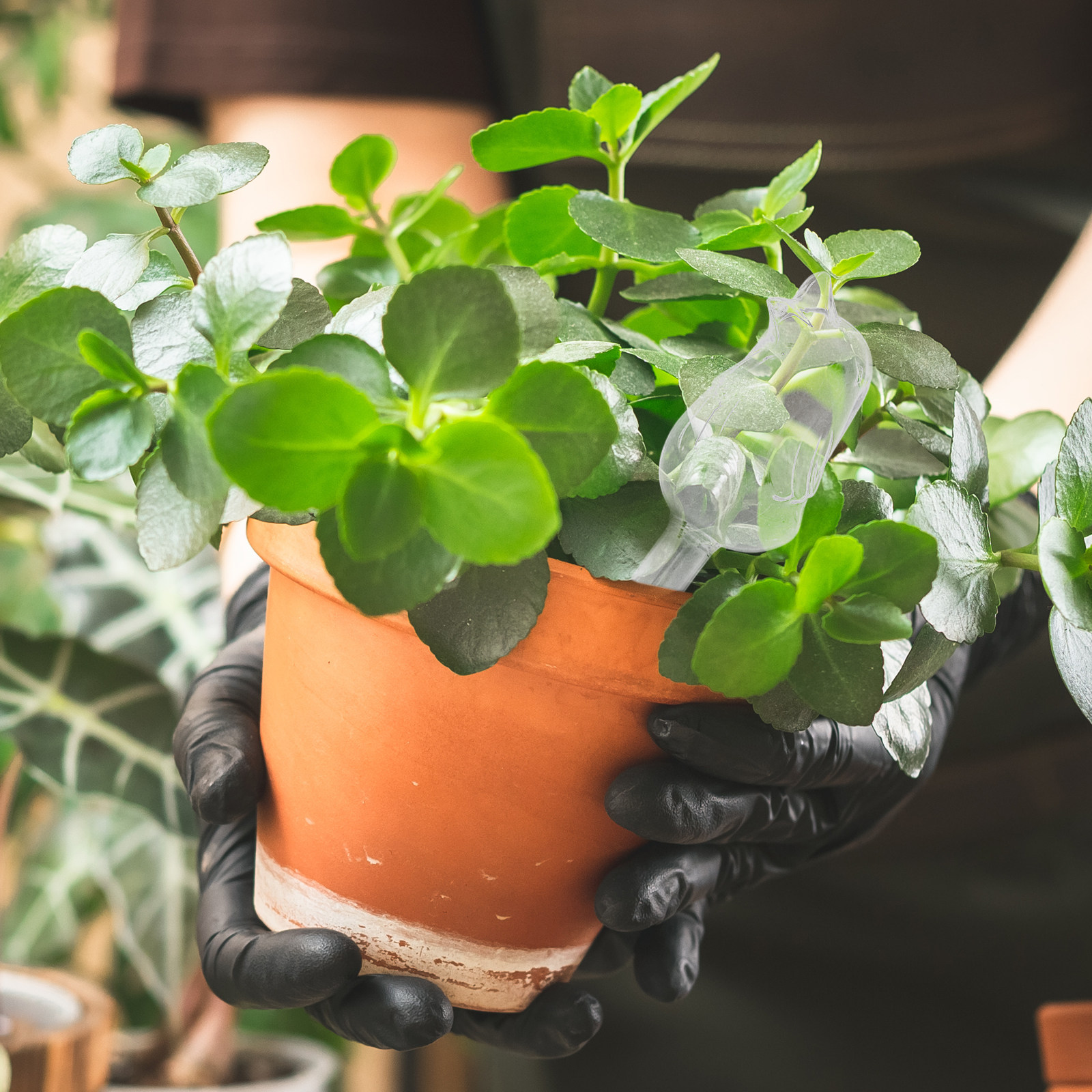 Glass Self-Watering Globes Aut - Bonsai Garden Plants recensie en prijs