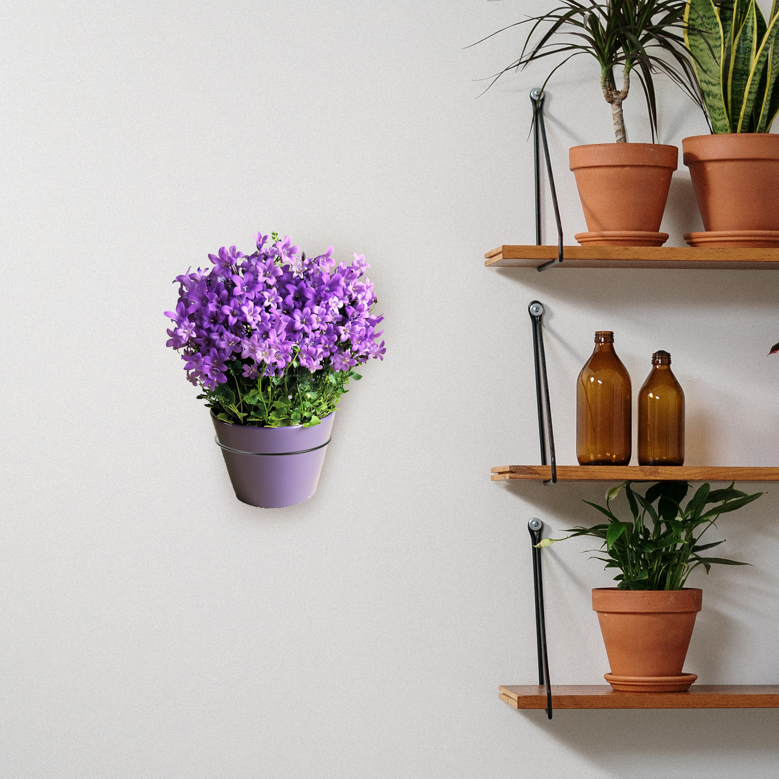 Iron Wall-Mounted Flowerpot Ra - Bonsai Garden Plants recensie en prijs