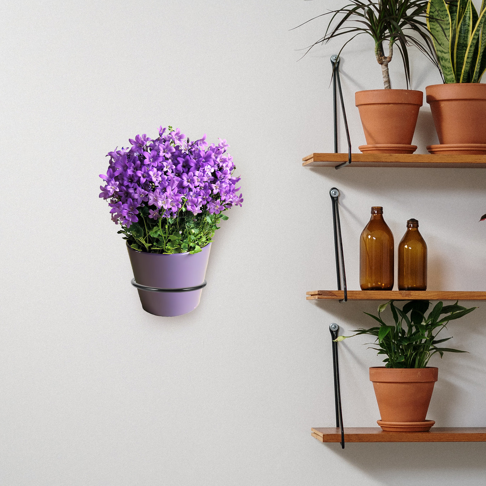 3Pcs Wall-Mounted Plant Pot Ri - Bonsai Garden Plants recensie en prijs
